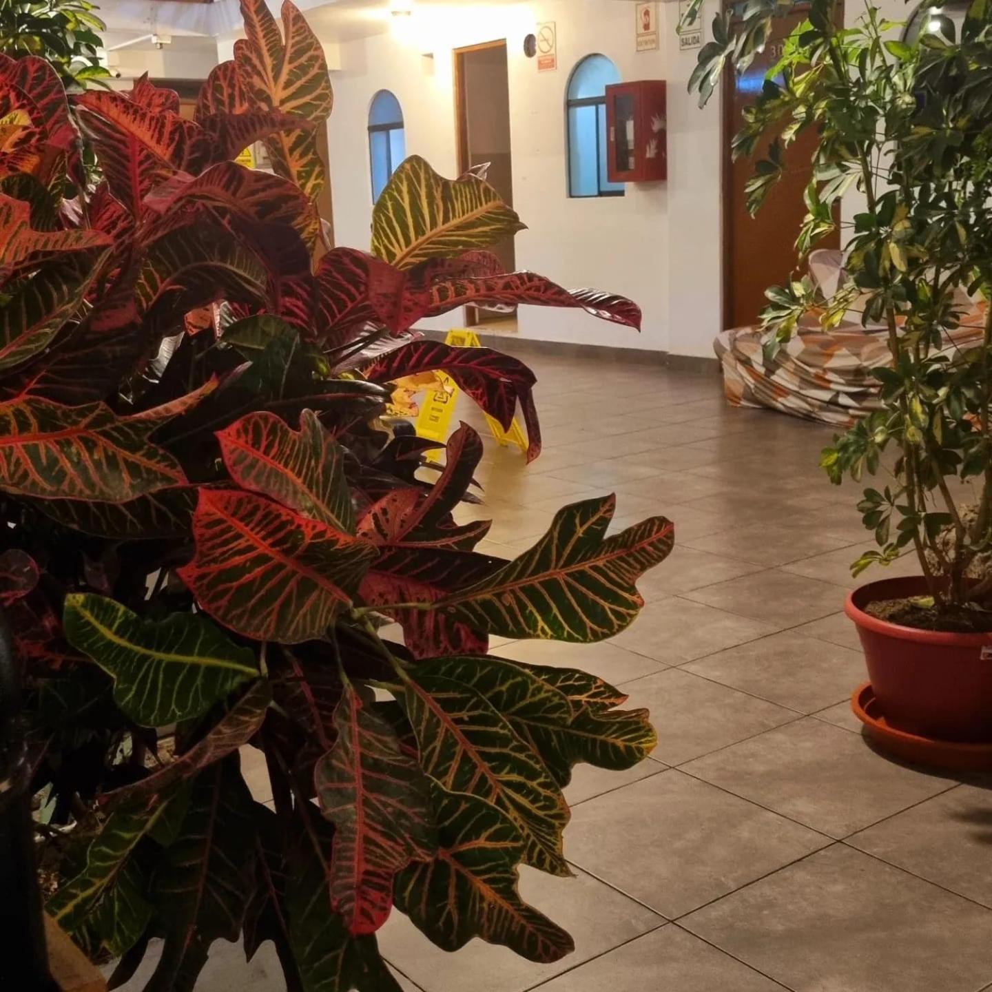 Hostel Thay83 Miraflores Lima Eksteriør billede